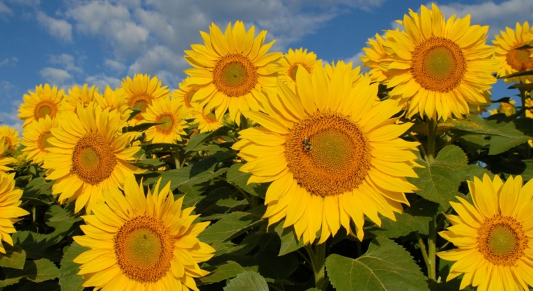 Setembro Amarelo: Cuidar da vida é o primeiro passo para um futuro seguro
